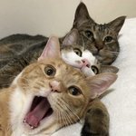 팝 추천해주고 가 !