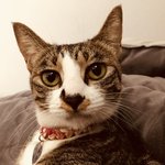 [고양이] 내가 뫼시는 길냥출신 <b>주인</b>님....