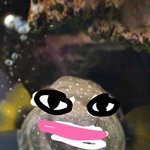 금붕어 <b>필터</b>? 너무 귀여워