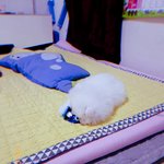 [강아지] 우리 <b>사탕</b>이보구가세요