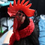 [무무닭] <b>수탉</b> 무무 근황 - 집에서 부화시킨 청계아리 성장일기