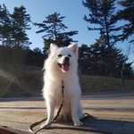 [강아지] 환한 웃음을 지켜주세요