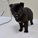 <b>완두</b>/진도/남아/2개월    *체구가 작은 <b>완두</b>예요.