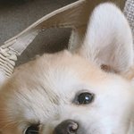 낼 엽떡 시켜먹을건데 <b>당면</b>