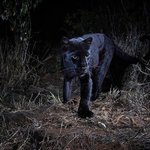 <b>흑표범</b> 공개