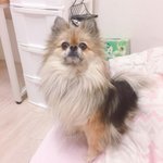 [강아지] [5탄] 우리콩이 보고가요!! 심쿵주의