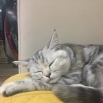 [드루와] 다들 귀여운 <b>울집</b> 냥이 사진 좀 보고가!!