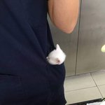 [ㅈㄱㄴ] <b>화사</b>에 관련하여 한 가지 의문: