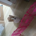 얘들아 우리 강아지 늘어나는 <b>목줄</b> 채우는데 어때ㅠㅜ 추반좀