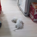 [드루와] 졸업사진 강아지랑 찍어도되?(<b>강</b><b>쥐</b>사진있어