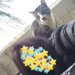 [고양이] 내가 뫼시는 <b>주인</b>님의 과거..