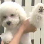애두라 골라조 해피<b>데스</b>데이1 지굼 보까