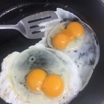 나 오늘 <b>쌍란</b> 두개나 나왔다ㅎㅎ 개좋아