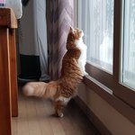 아기냥 호빵이-14