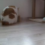 나의 동거묘 도칠이는 집사를 마중나옴