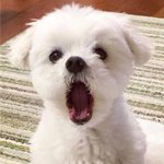 <b>보습</b> 개쩌는데 향 좋은 핸드크림 추천해주라