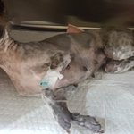 [강아지] <b>뱃속</b>아이가 유산된 제시카