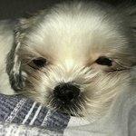 [댓글부탁해] <b>홍원</b>이 일코짤 둘중에 골라주라