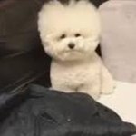 [댓글부탁해] <b>이</b> <b>강아지</b> 누구 <b>강아지</b>야??