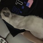 우리집고양이는 내가 너무 좋<b>나바</b>