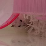 아빠가 닭강정 <b>사온</b>대놓고 안사옴ㅠ