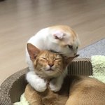 털 청소 진짜 제대로 한번 했네요!!