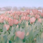 [ㅈㄱㄴ] <b>아련</b>한 말 하기 하자