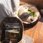 [고양이] 꿀잠 시리즈