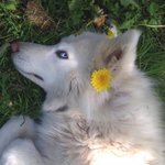 [댓글부탁해] 스벅 뭐 마실기 추천 좀