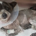 [강아지] <b>뱃속</b> 아이들을 잃은 제시카