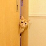 [댓글부탁해] 길<b>괭이</b> 키우려고햇는데 안키울ㄹ거임
