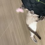 근데 <b>고양</b>이 사실 한국어 할 줄 아는거 아닐까