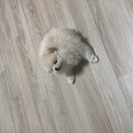 기염탱 막둥이 <b>모찌</b>를 소개하겟슴다!
