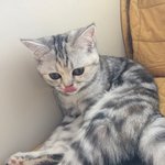 [댓글부탁해] 애들아 <b>울</b><b>집</b> 고양이 짱귀여움!!!!!!