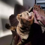 [고양이] 공주랑<b>왕자</b> 2