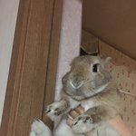 [댓글부탁해] 얘들아 너네 <b>내인</b>스타 팔로우할래??