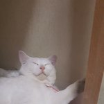 [드루와] 울집 <b>고영</b>이 보구가ㅎㅎ