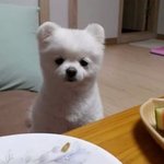 <b>달리</b>유튜브생겼어!!!!