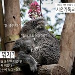 호주에서  날아온   소식