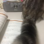 [댓글부탁해] 울집 고양이 꼬리가 날 <b>방해</b>하고있음