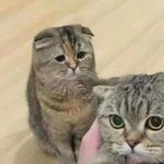 [조언부탁해] 기숙사인데 룸메가 너무 짜증나;