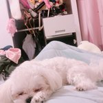 (추가) 사랑스러운 귀염둥이 (귀)<b>요미</b>