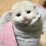 [드루와] 엔터<b>톡</b>이랑 <b>팬톡</b>이 왜 있냐?
