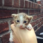 [고양이] 내가 뫼시는 주인님의 육아일기..