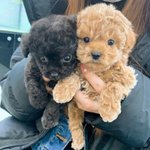 [엔터톡] 아이돌이 강아지가 된다면?