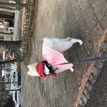 우리집 댕댕이 <b>김봉숙</b>❤️