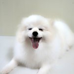포미/포메라<b>이언</b>/여아/1살추정/3,5kg  길에서 발견된 아이.