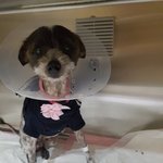 [강아지] <b>유산</b>된 제시카 소식