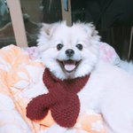 [댓글부탁해] 댕댕이 자랑하고싶어서 올리는거얌