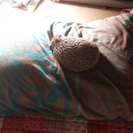 우리집 고슴도치한테 <b>배개</b> 뺏김